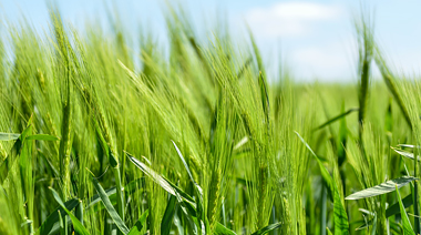功能主食創制與慢病營養干預北京市重點實驗室